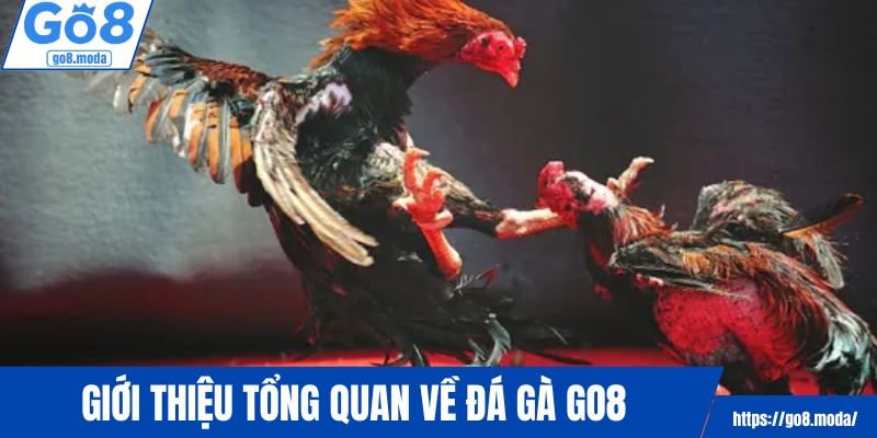 Giới thiệu sơ nét về chuyên mục đá gà GO8